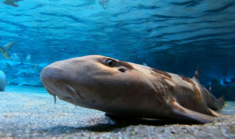 Bamboo shark