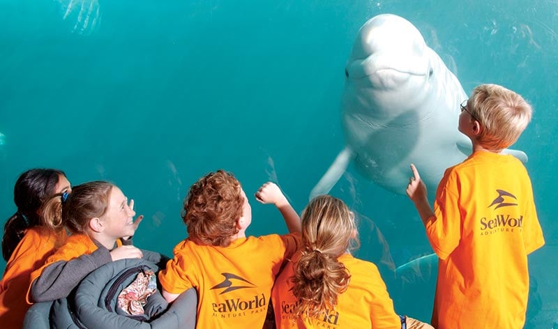 SeaWorld campers viewing a beluga