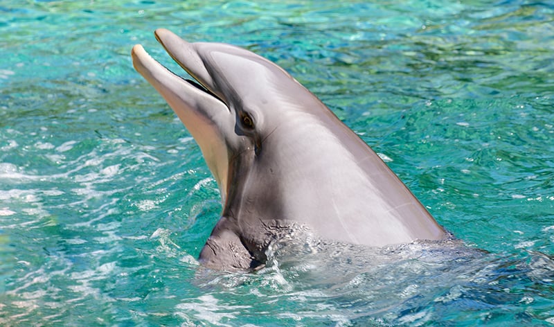 Dolphin