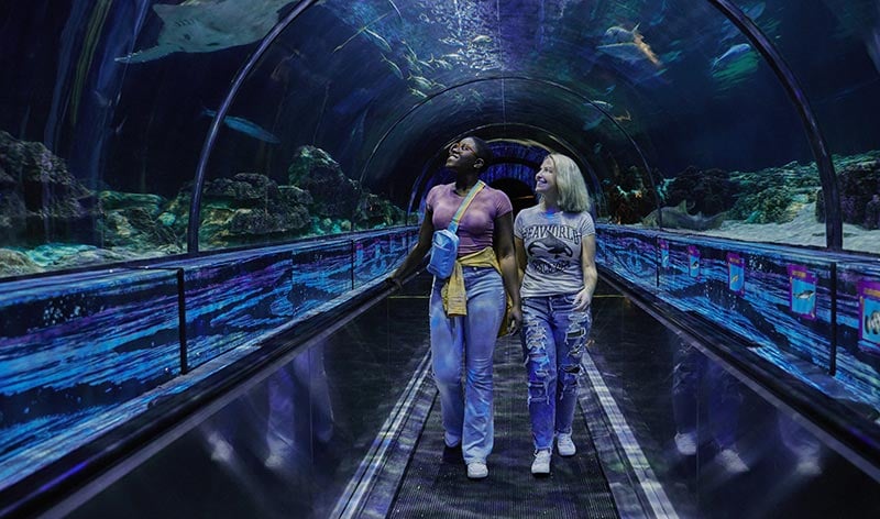 Guests in the Shark Encounter Tunnel at SeaWorld