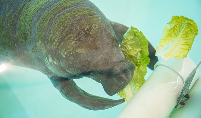 Manatee