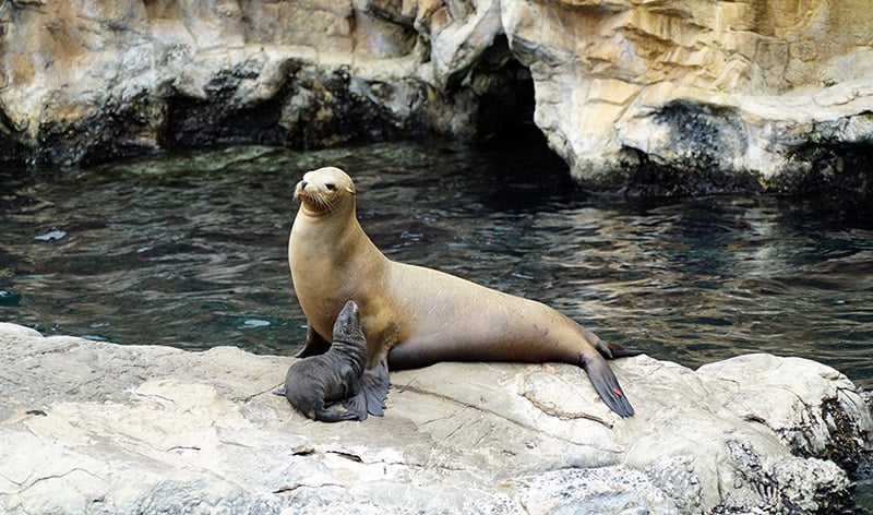 Sea Lions