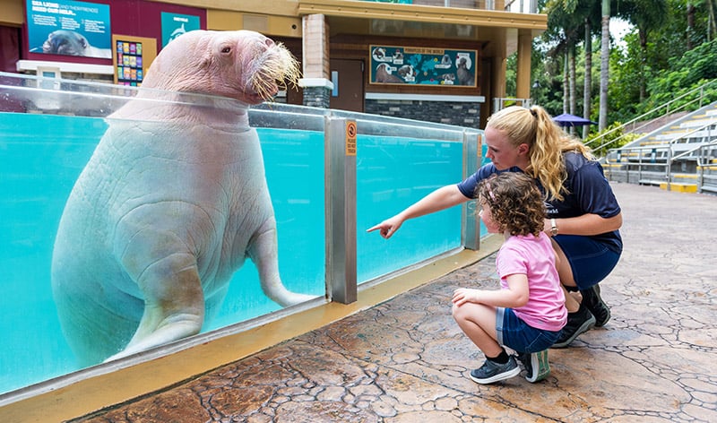 Beluga viewing during VIP Tour