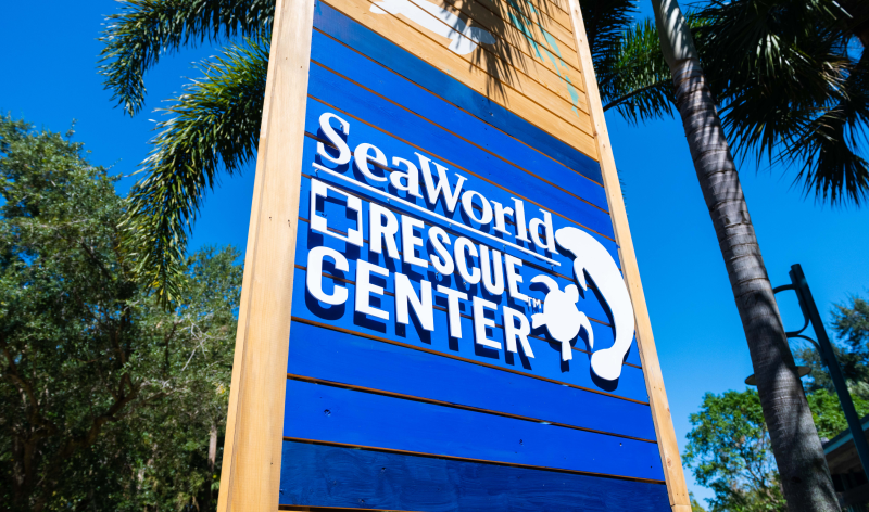 SeaWorld Orlando Reaches Historic Milestone with 1,000th Manatee Rescue