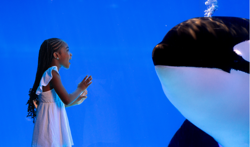 Orca