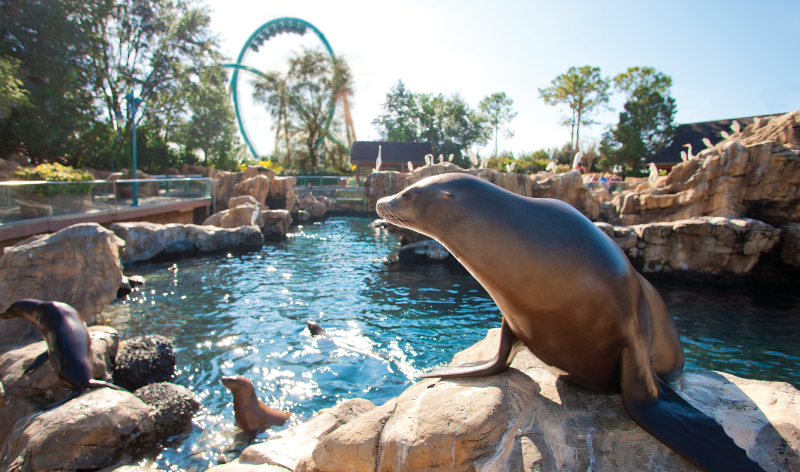 Flippers Facts and Fun