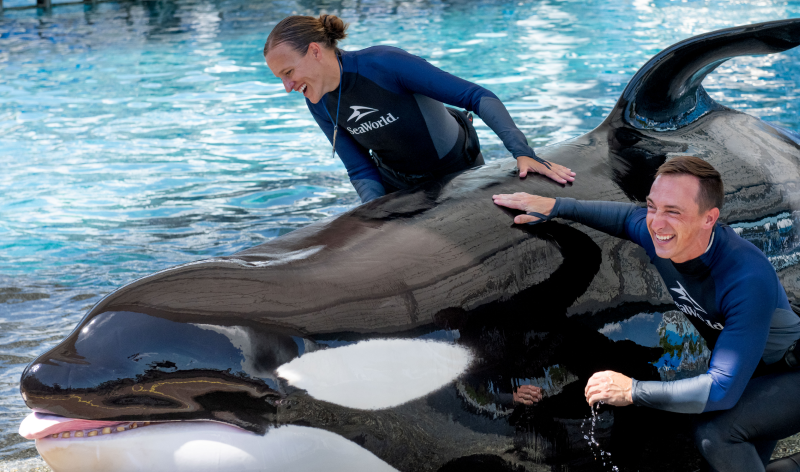 SeaWorld trainers