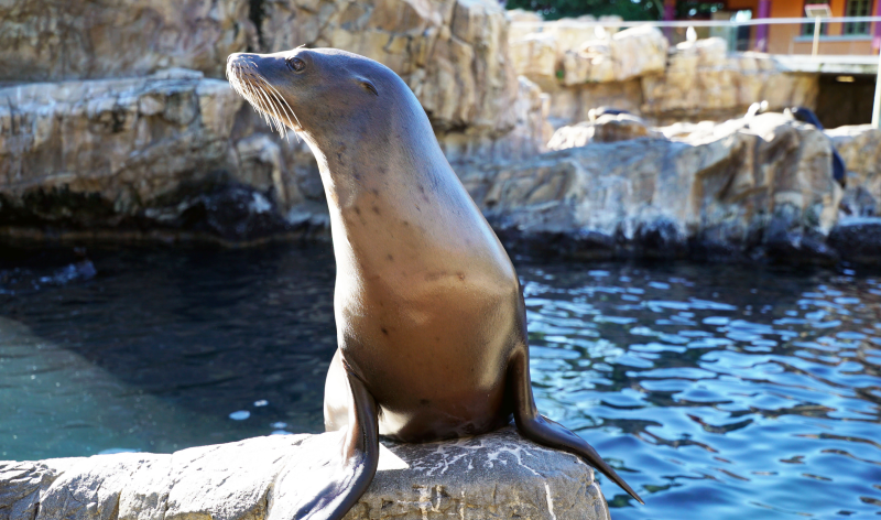 Sea lion at SeaWorld Orlando