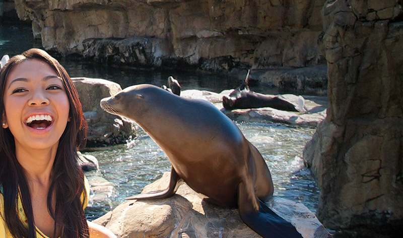 Sea Lion Feeding at SeaWorld Orlando