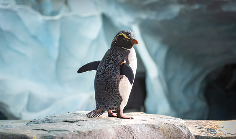 Penguin at SeaWorld Orlando