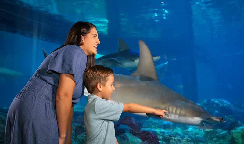 Mom and child looking at a shark