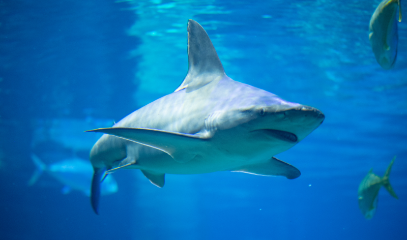 Shark