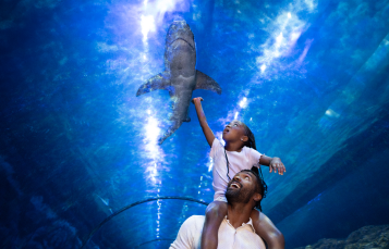 Boldman Shark Underwater