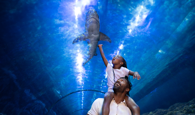 Boldman Shark Underwater
