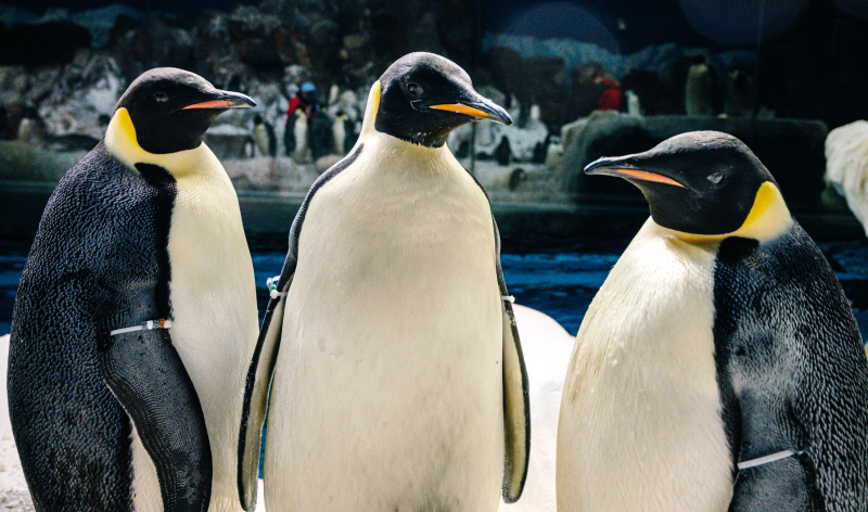 Emperor Penguins in the Antarctica Realm