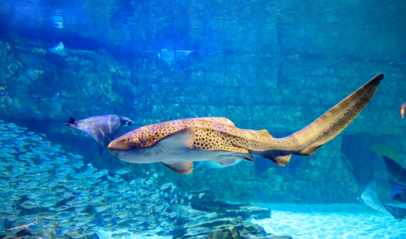 Manta Aquarium