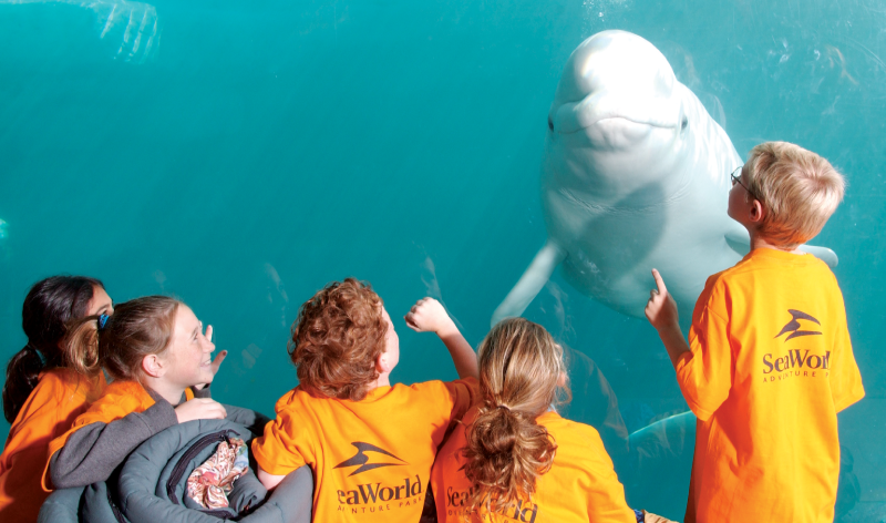 Camps at SeaWorld Orlando!