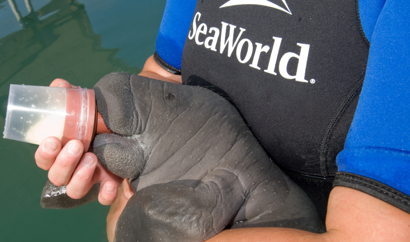 Baby Manatee Feeding