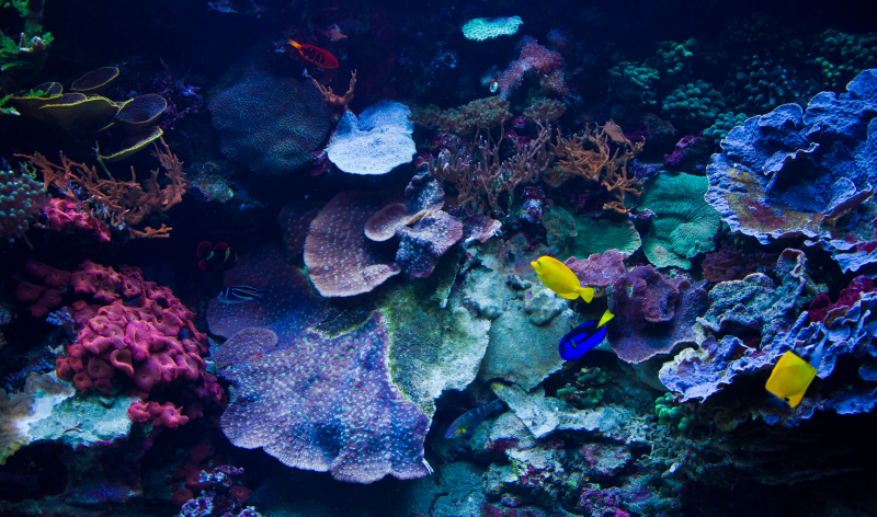 Coral
