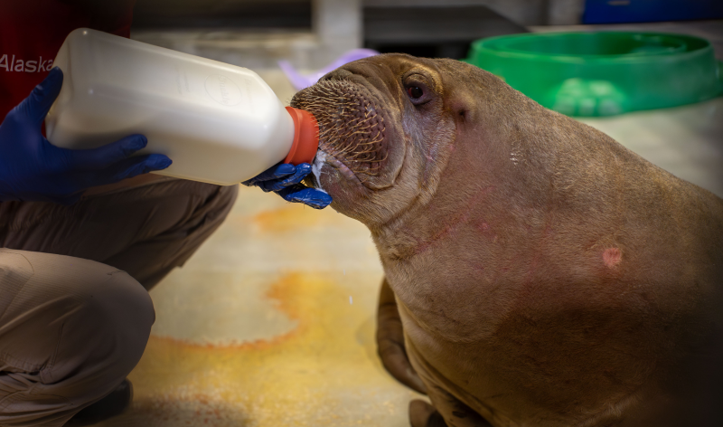 Ukiaq (Uki) the Walrus Calf