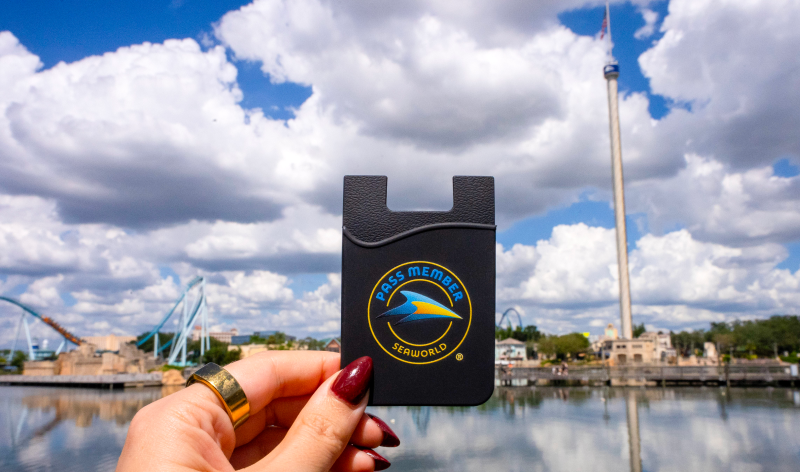 Phone card holder