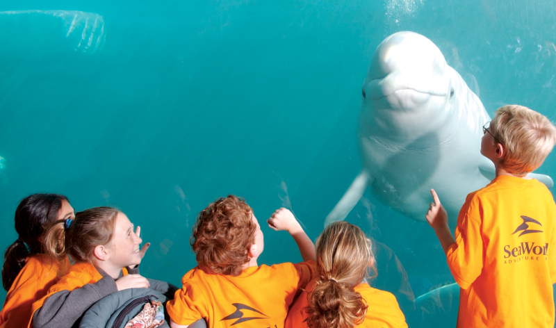 Beluga