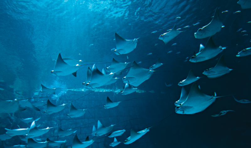 Manta Aquarium