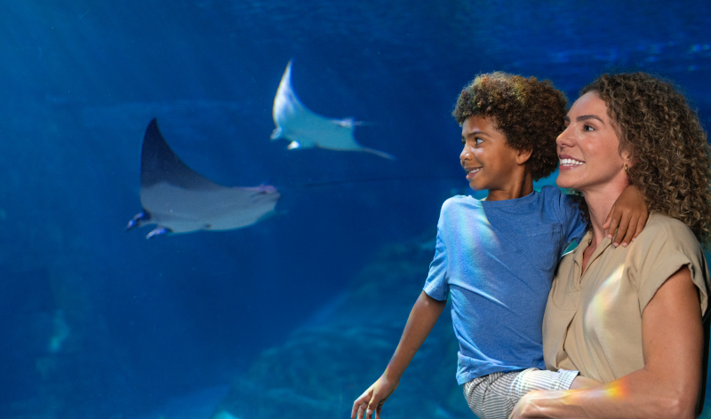 Manta Aquarium