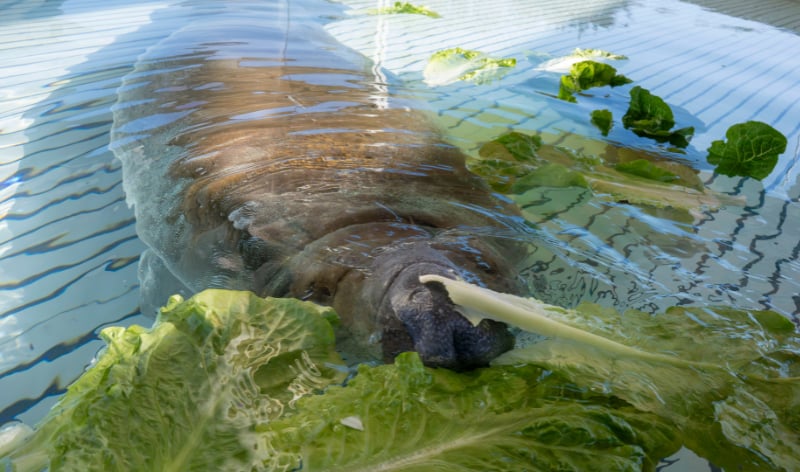 Manatee