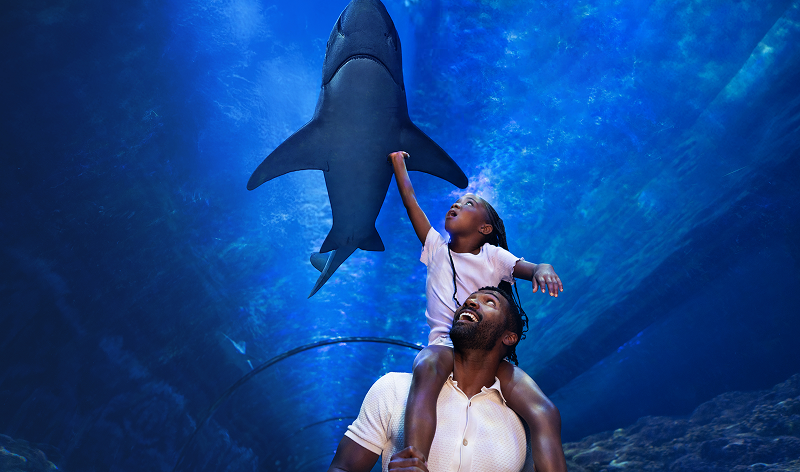 Shark in tank.