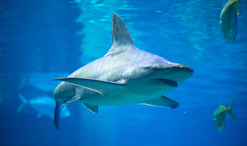 shark in tank