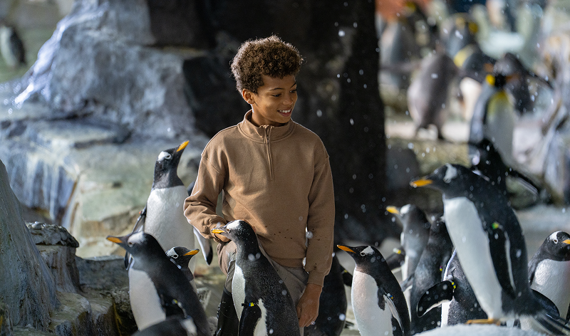 penguisn