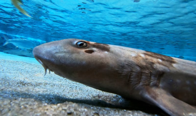 Small shark
