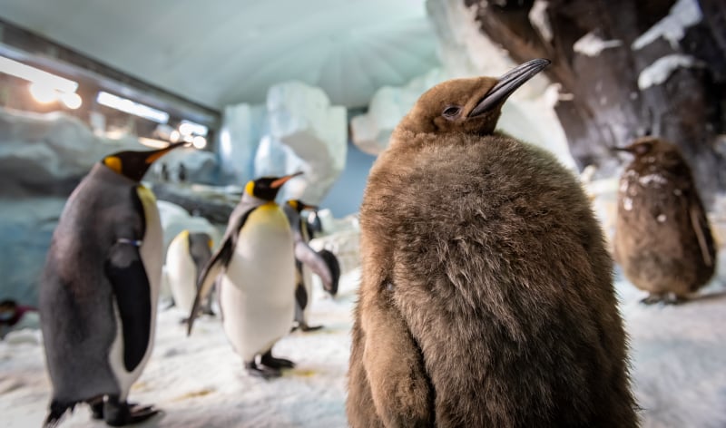 Penguins