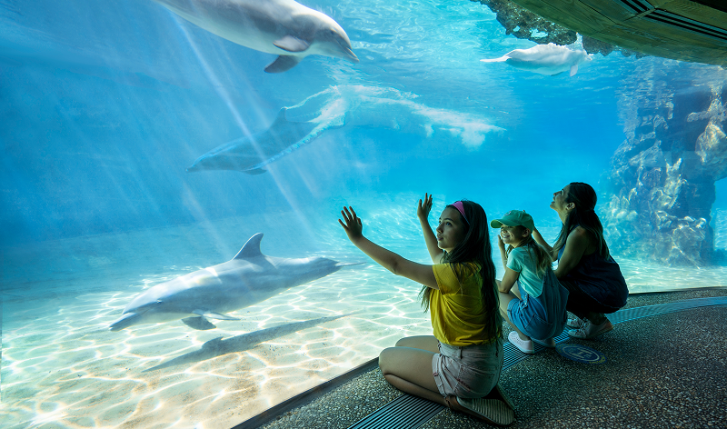 SWO dolphin.