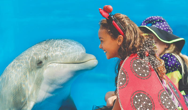 Seaworld blog image of a dolphin and halloween costume.
