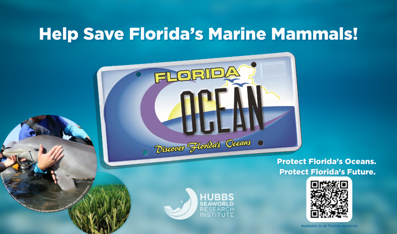 florida license plate.