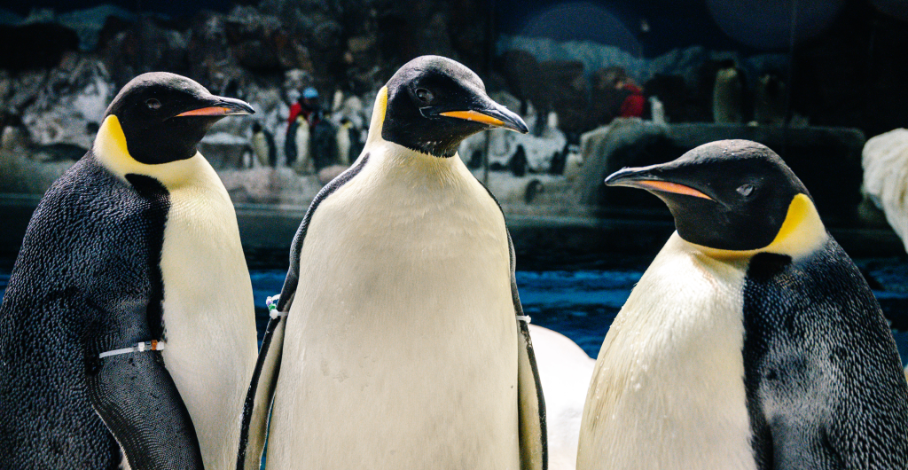 Emperor Penguins