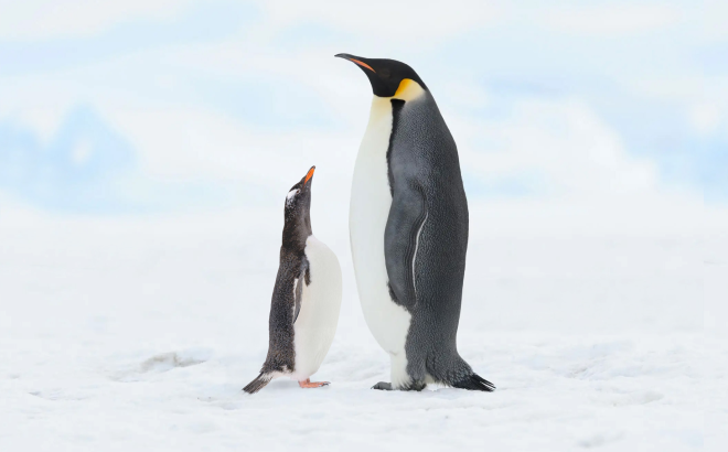 Emperor Penguins