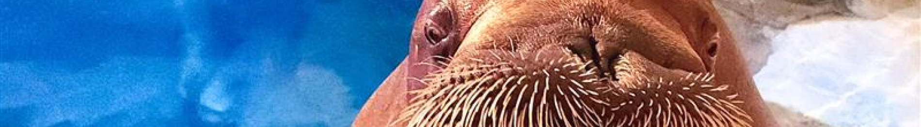 Walrus Encounter