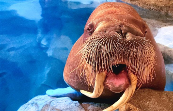 Walrus Encounter