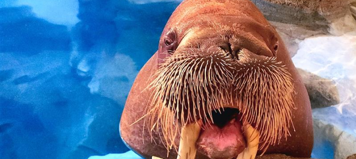 Walrus Encounter