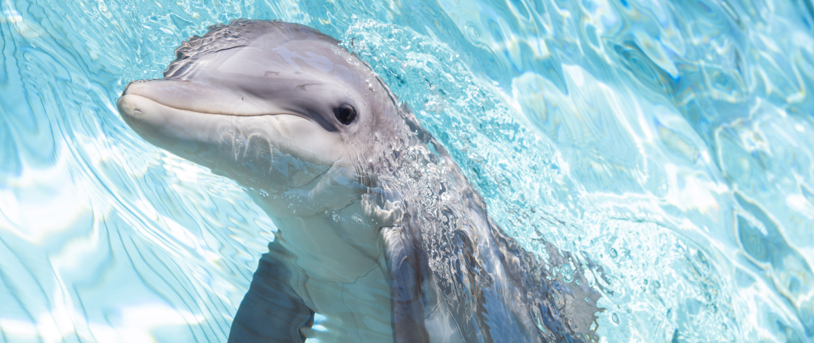 Dolphin at SeaWorld Orlando