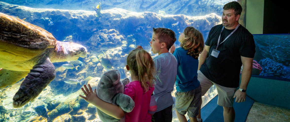 Children looking at a sea turtle
