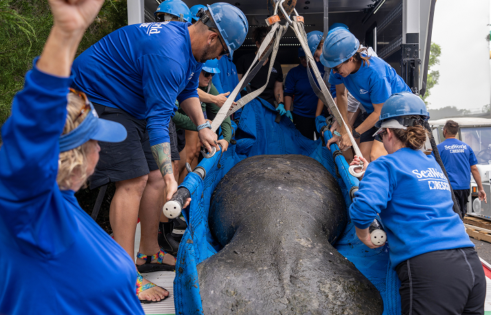 manatee resuce