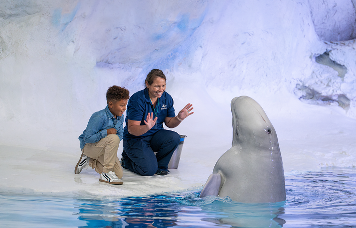 beluga whale