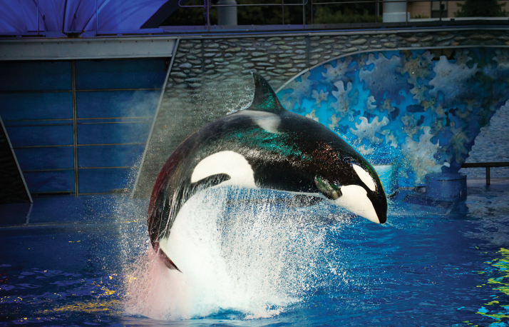 Orca whale jumping out of the water