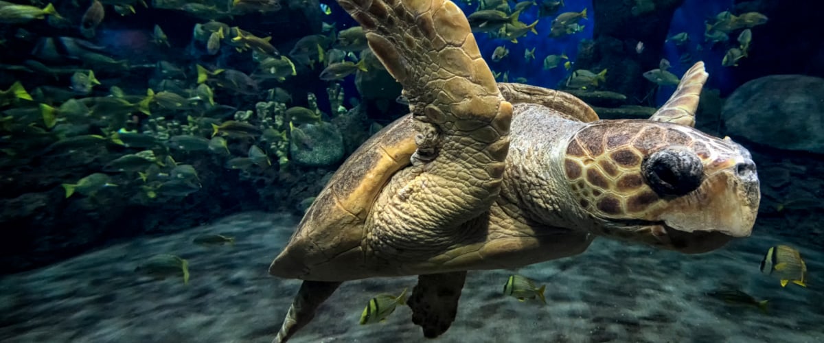 Sea Turtle at SeaWorld Orlando