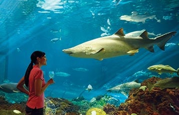 Woman viewing sharks at Sharks Underwater Grill SeaWorld Orlando