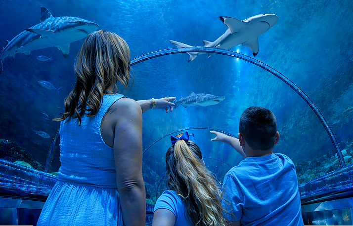Shark Encounter.